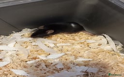Mouse rodents for sale: Black male mouse  - Image 2