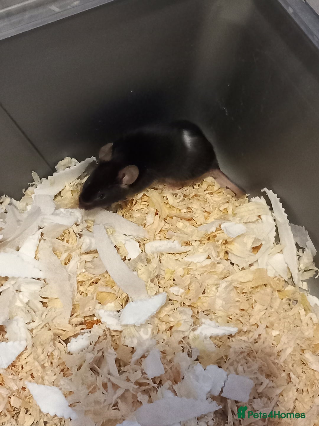 Mouse rodents for sale: Black male mouse  - Image 2