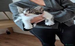 Mixed Breed cats for sale: Adorable Kittens - Litter Trained - Image 5