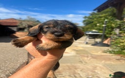 Dachshund dogs for sale: Standard Wire hair Pups available!! - Image 20