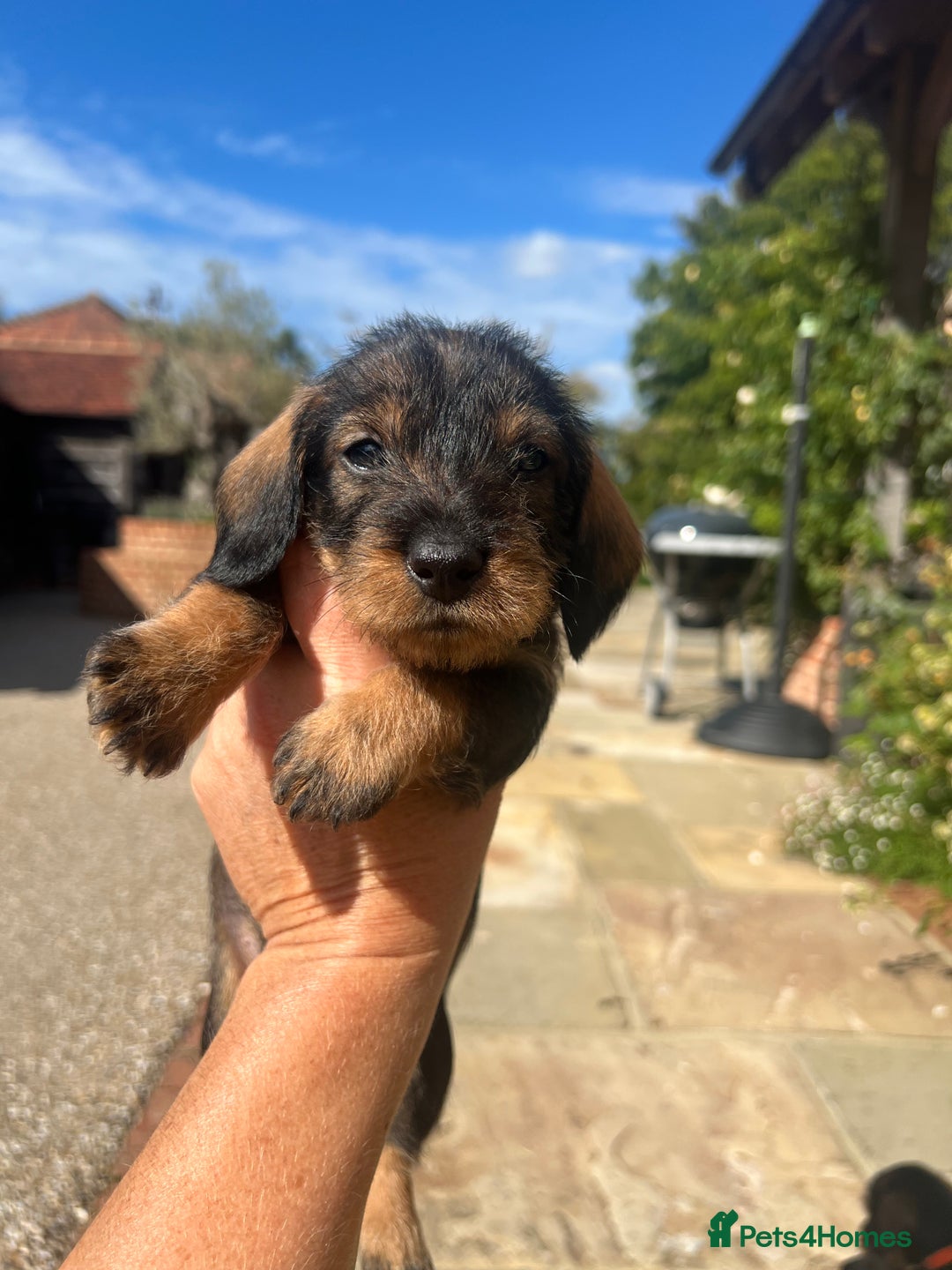 Dachshund dogs for sale: Standard Wire hair Pups available!! - Image 20