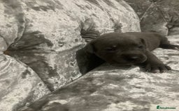 Staffordshire Bull Terrier dogs for sale: Staffordshire bull terrier puppies - Image 3