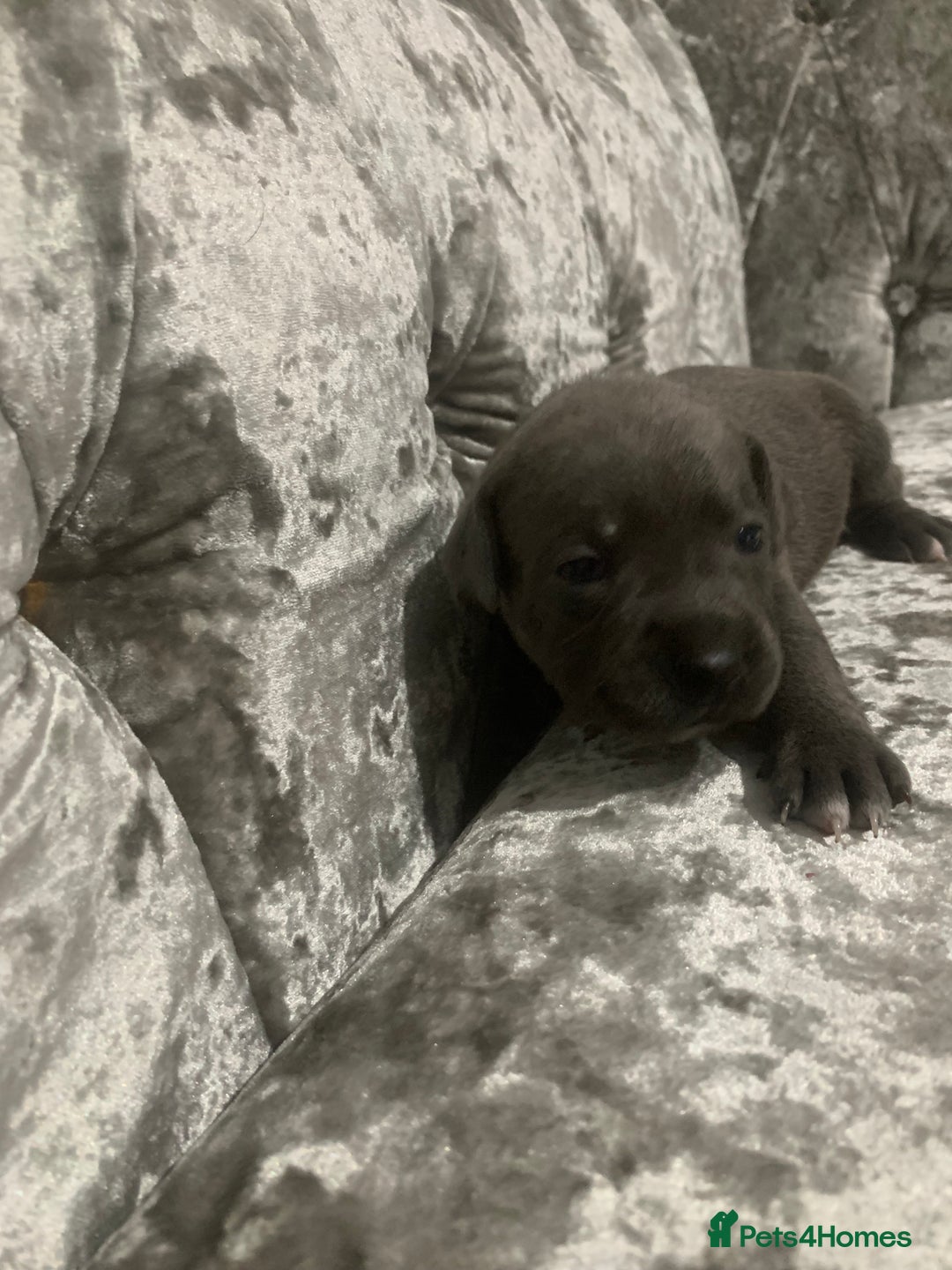 Staffordshire Bull Terrier dogs for sale: Staffordshire bull terrier puppies - Image 3