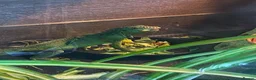 Iguana reptiles for sale: Green iguana 11 months old plus set up - Advert 21