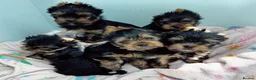 Yorkshire Terrier dogs for sale: Beautiful KC Registered Puppies - Advert 3