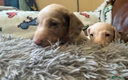 Dachshund dogs for sale: Beautiful Dachshunds - Image 5