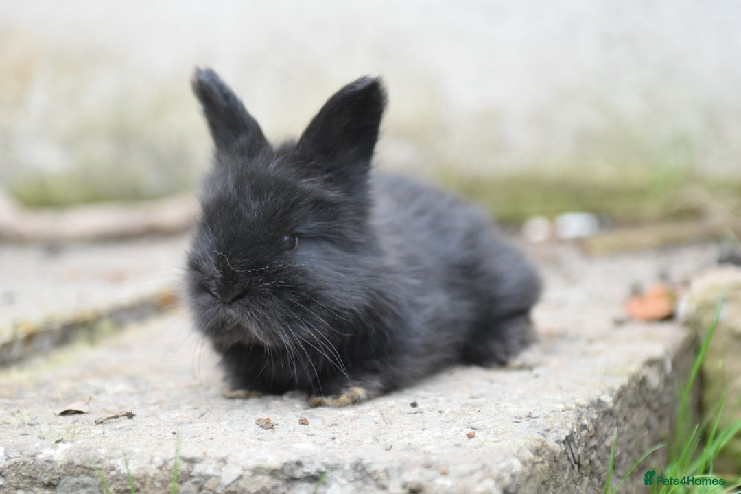 Angora rabbits for sale: French Imported Pedigree English Angoras - Image 20