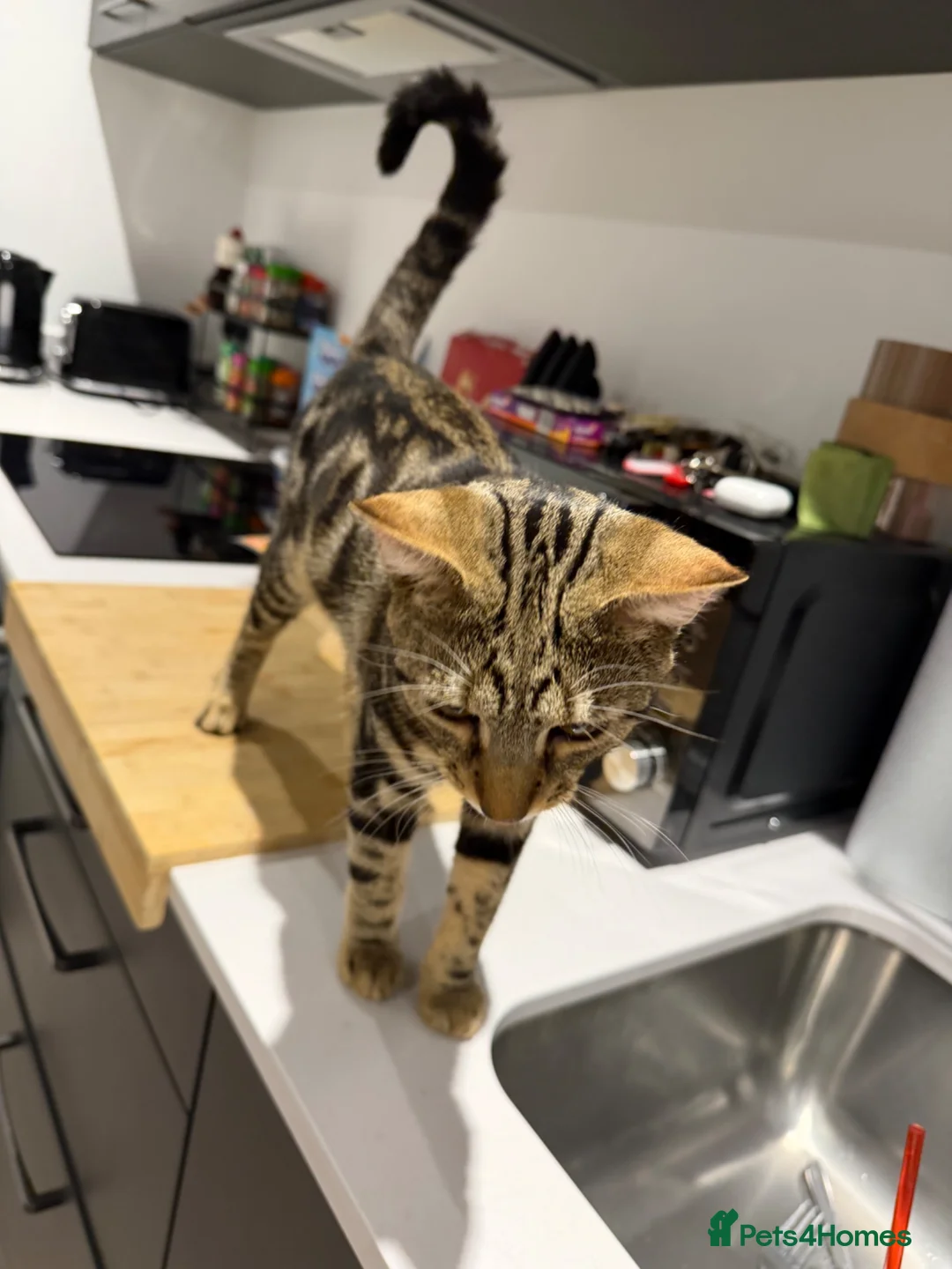 Mixed Breed cats for sale: Tabby x bengal kittens  - Advert 8