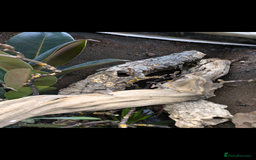 Anole reptiles for sale: Leopard Anoles (Anolis marmoratus marmoratus) - Image 7