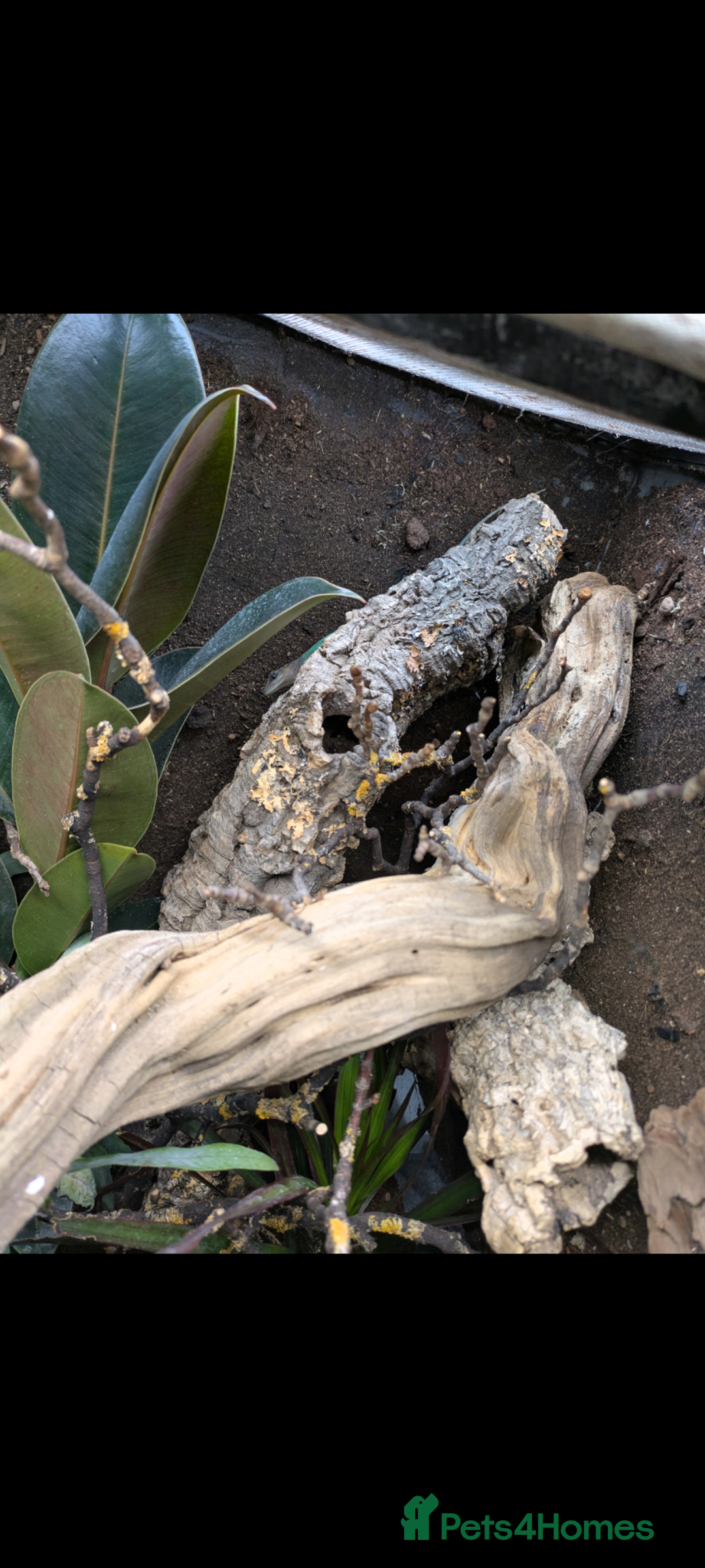 Anole reptiles for sale: Leopard Anoles (Anolis marmoratus marmoratus) - Image 7