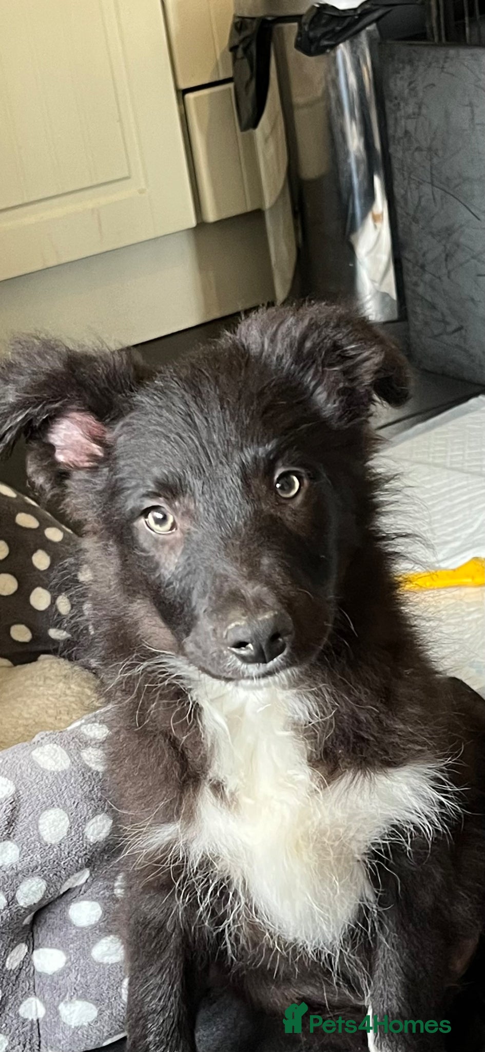 Bordoodle dogs Price reduced to find Max a good home. Bordpoo  - Advert 2