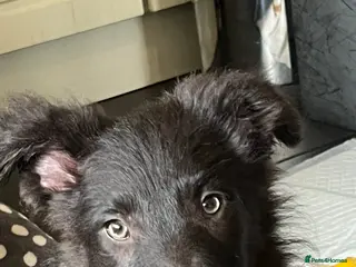 Bordoodle dogs Price reduced to find Max a good home. Bordpoo - Advert 2