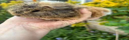 Guinea Pig rodents for sale: Gorgeous baby Guinea pigs - Advert 3