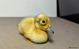 Ducks poultry for sale: 14 Welsh Harlequin Ducklings - Image 12