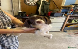 English Springer Spaniel dogs for sale: English springer pups - Image 4