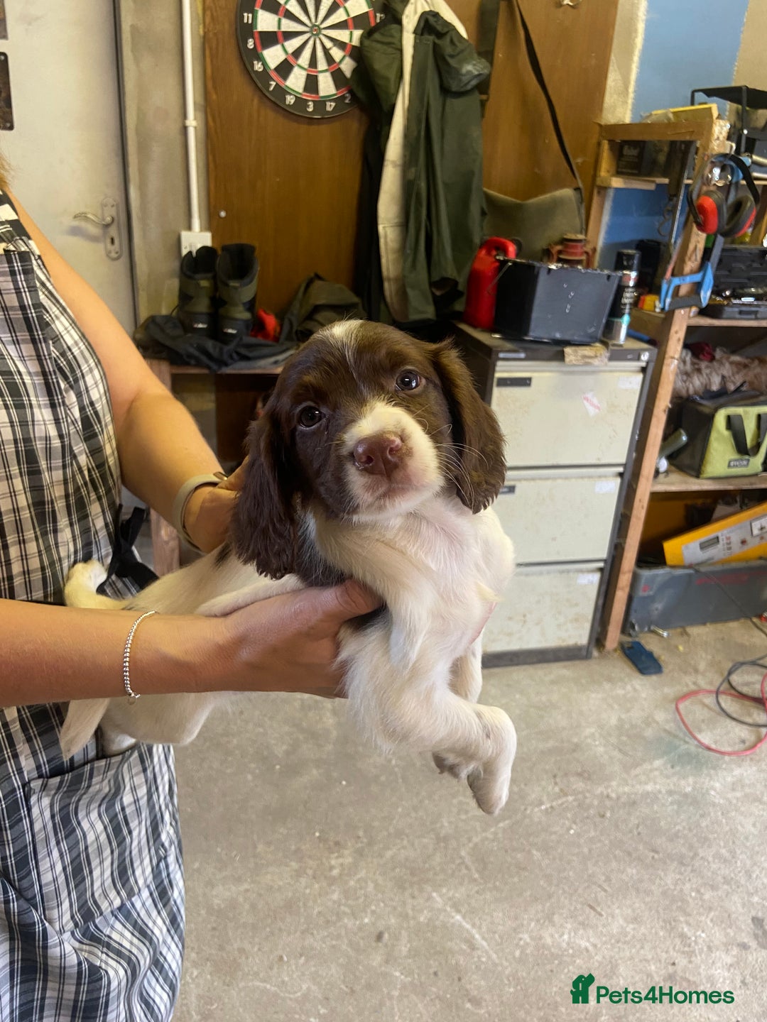 English Springer Spaniel dogs for sale: English springer pups - Image 4