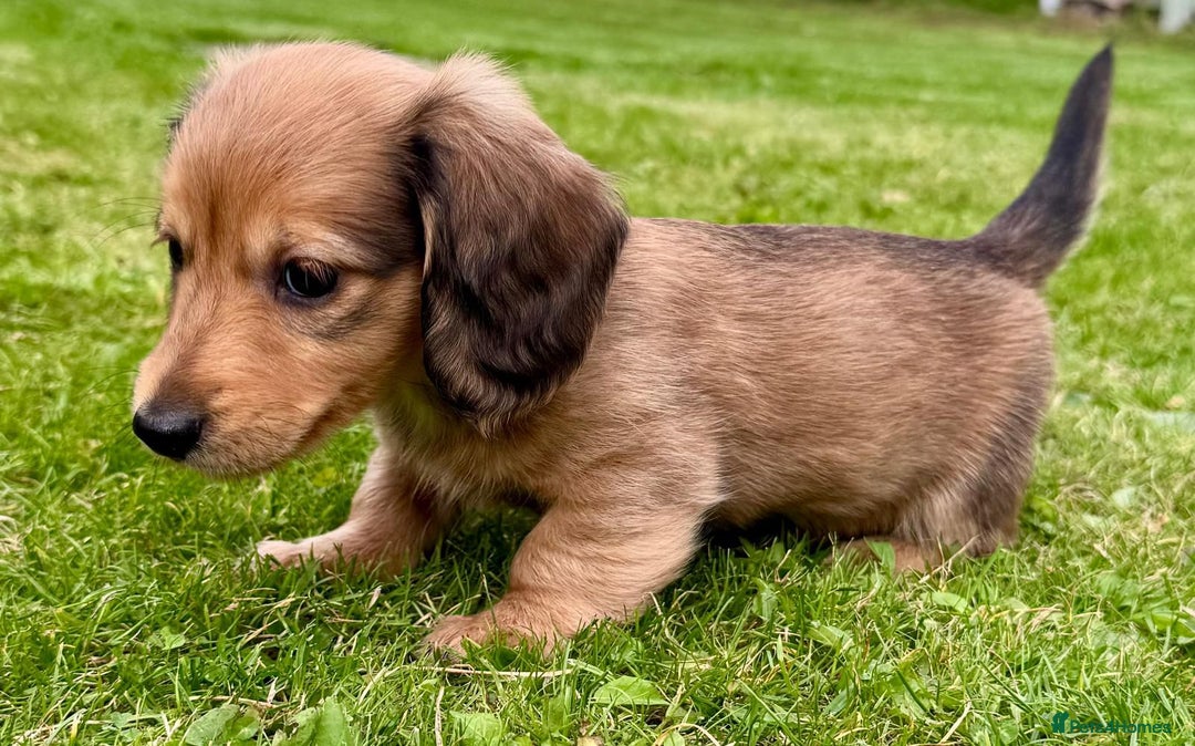 Miniature Dachshund dogs for sale: Red long haired shaded red  - Image 8