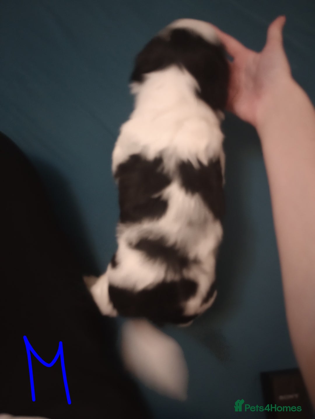 Shih Tzu dogs for sale: Adorable shih-tzu puppies - Advert 17