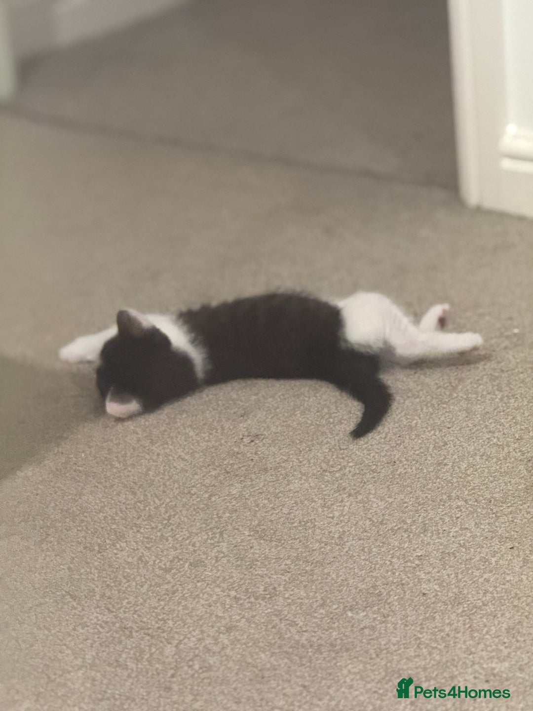 Mixed Breed cats for sale: 🤩🤩 10 beautifull fur babies 🤩🤩 - Advert 6