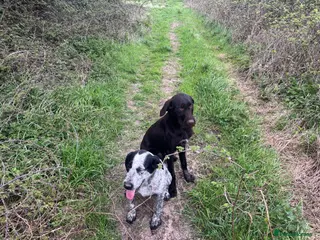 Mixed Breed dogs German wire haired x Labrador 7 months old - Advert 1