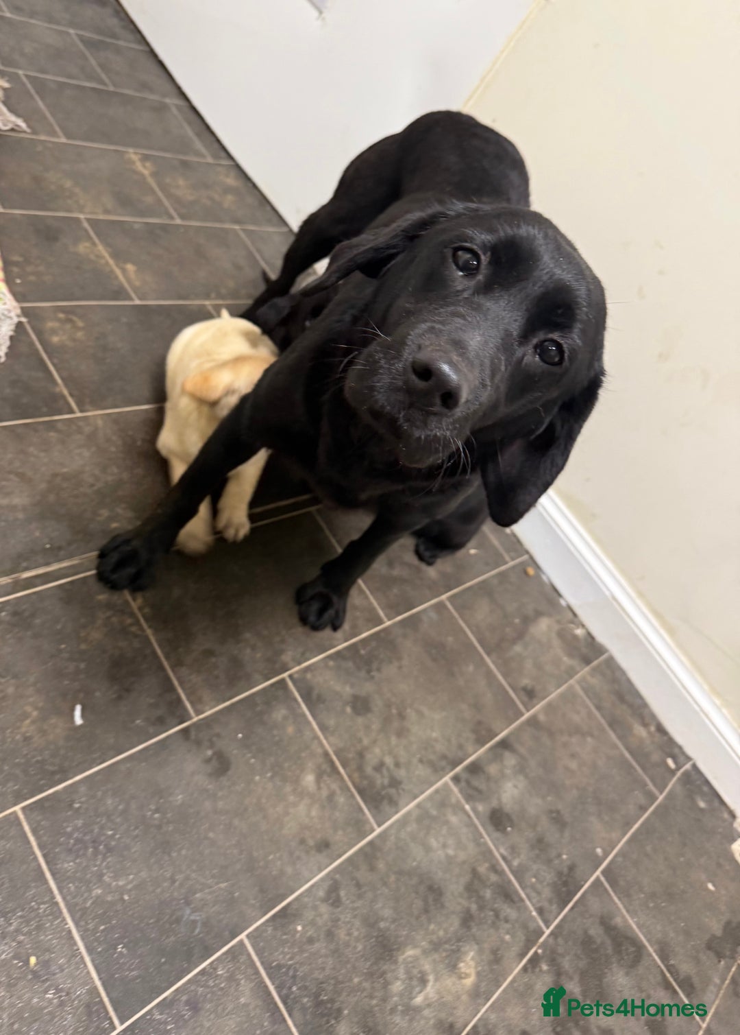 Labrador Retriever dogs for sale: Labradors - Advert 4