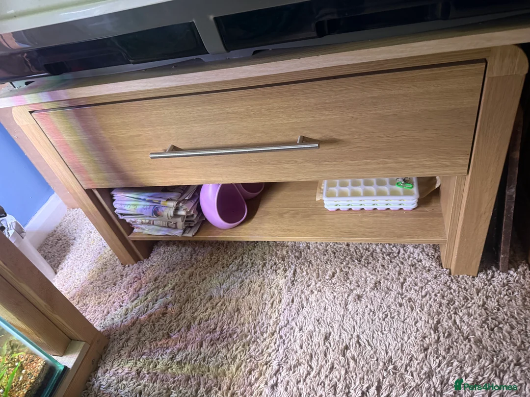 Sugar Glider rodents for sale: 3 female sugar gliders and set up - Advert 38