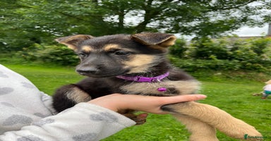 German Shepherd dogs - Advert 13