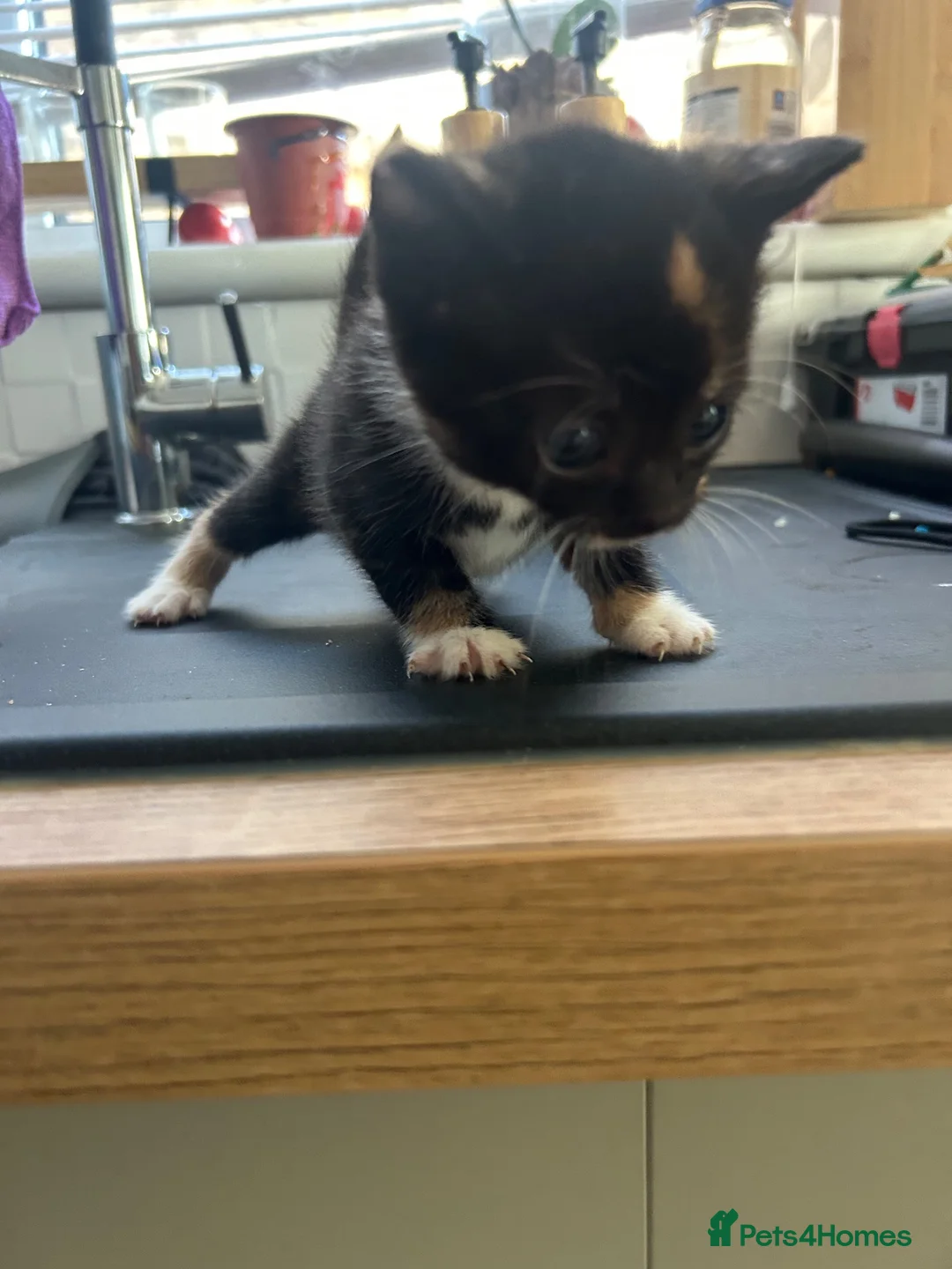 Mixed Breed cats for sale: Half bengal kittens  - Advert 2