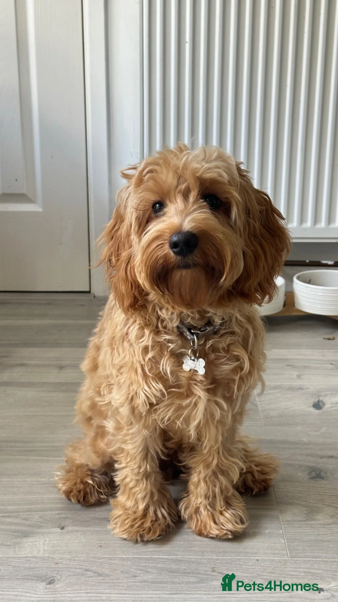 Mixed Breed dogs for sale: Cockapoo Puppy  - Advert 1