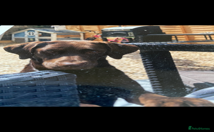 Labrador Retriever dogs - Advert 1