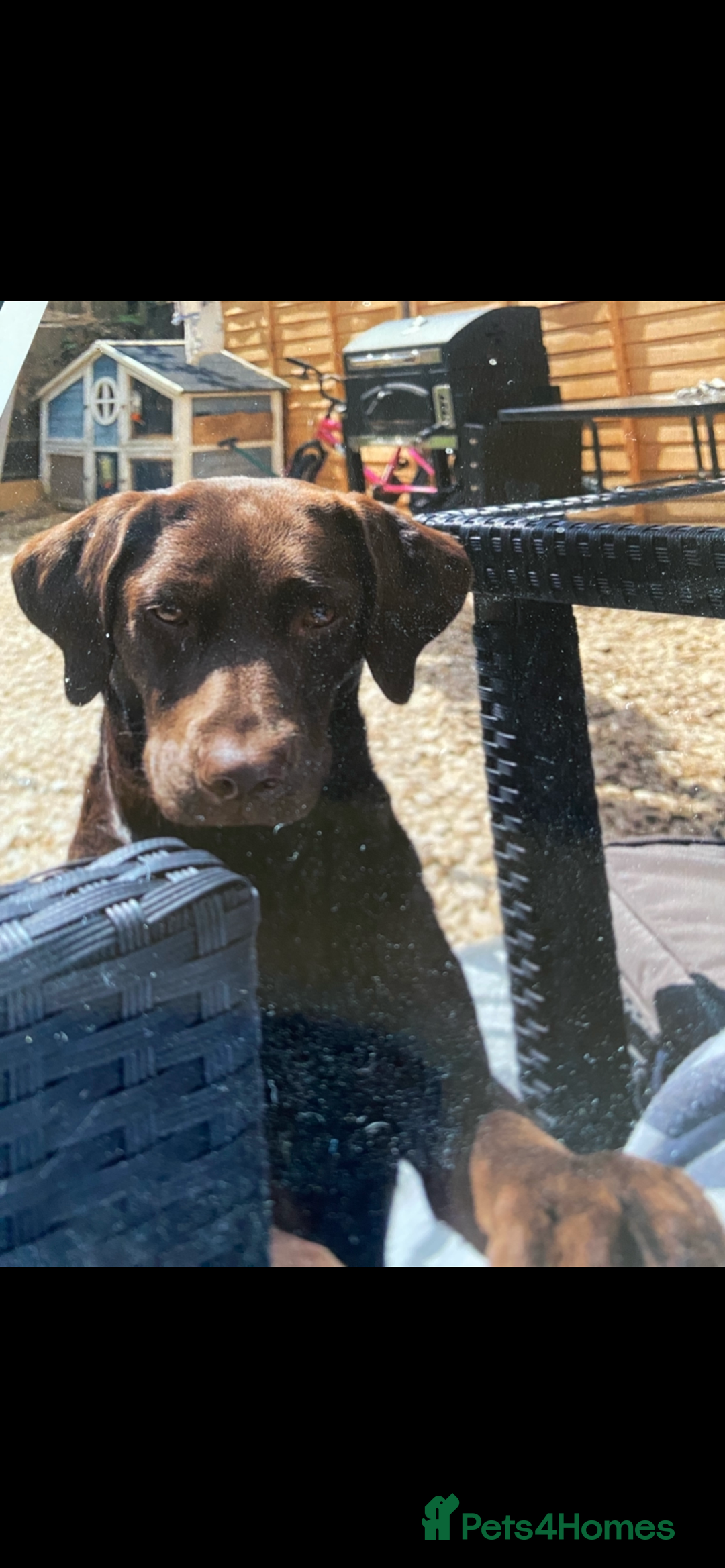 Labrador Retriever dogs for sale: Chocolate Labrador  - Image 1