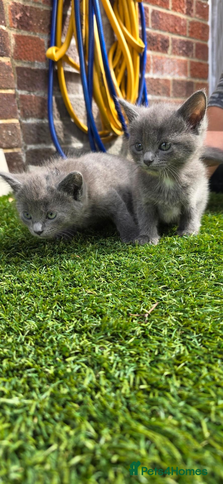 Mixed Breed cats Kittens - Advert 4
