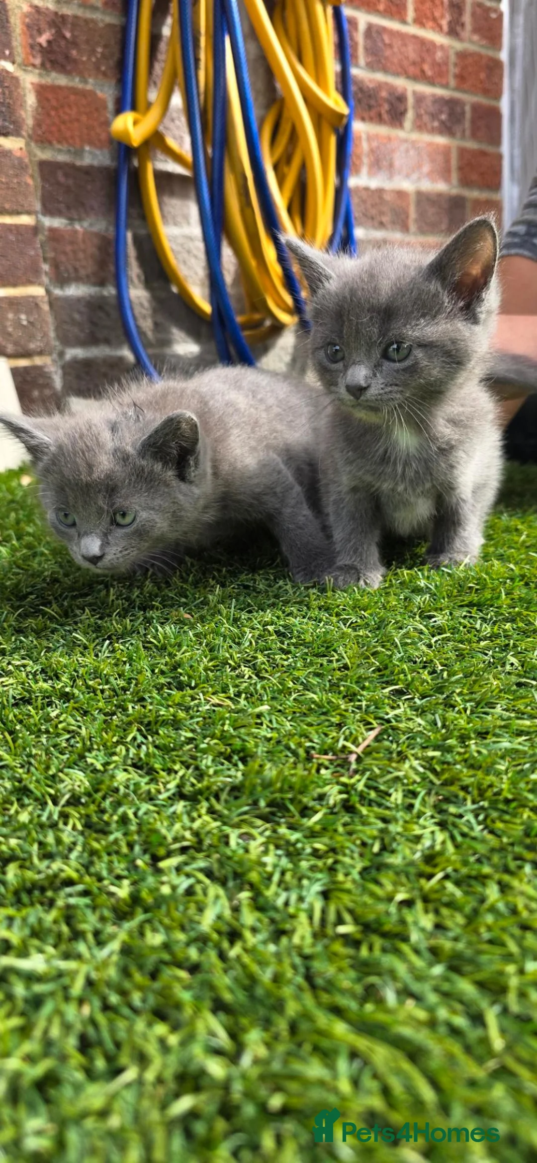 Mixed Breed cats for sale: Kittens in Winchester - Advert 1