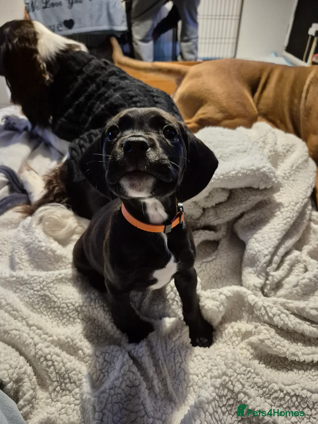 Mixed Breed dogs for sale: Black Bullmastiff BOY X Springer Spaniel  - Advert 1