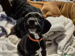 Mixed Breed dogs Black Bullmastiff BOY X Springer Spaniel - Advert 3