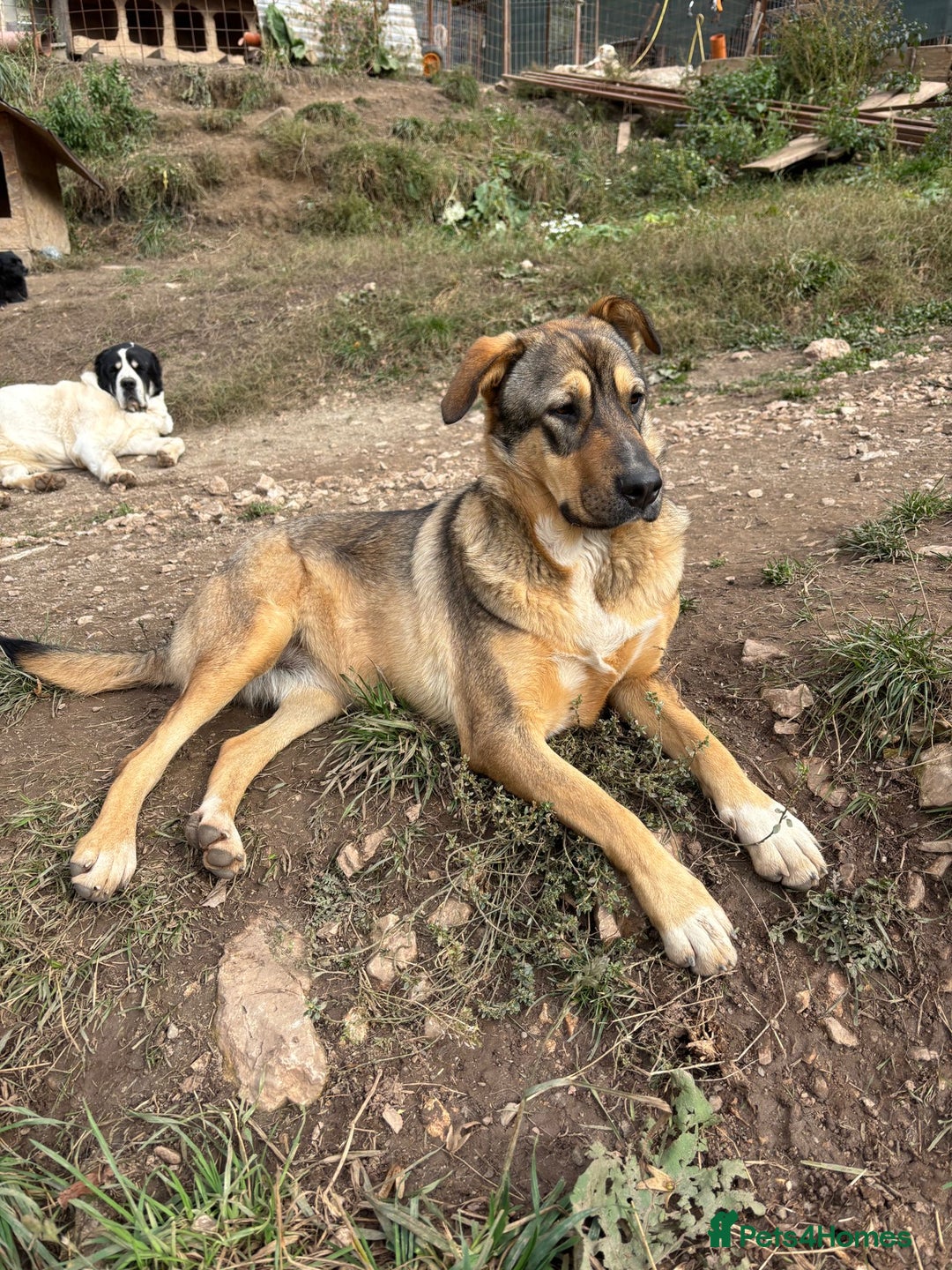 Mixed Breed dogs for adoption: Lizzie is looking for a dog sibling!  - Advert 2