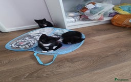 Mixed Breed cats for sale: Adorable Kittens Looking for Loving Homes - Image 3
