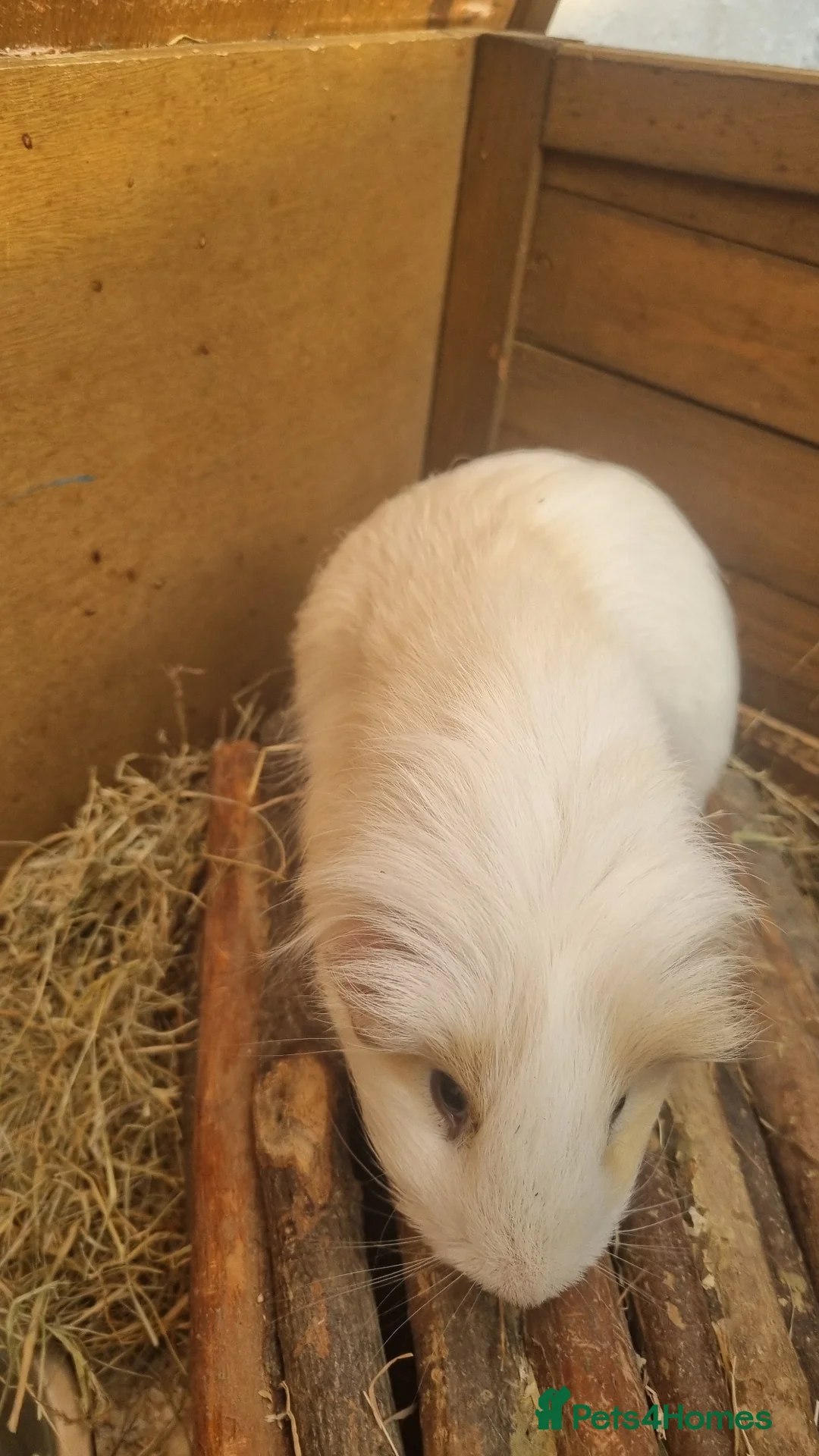 Guinea Pig rodents for sale: Adoption  in Witney - Advert 5