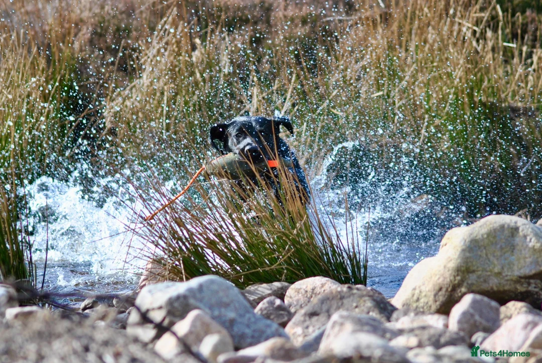 Labrador Retriever dogs for stud: Proven, KC Registered & Fully Health Tested in Laurencekirk - Advert 8