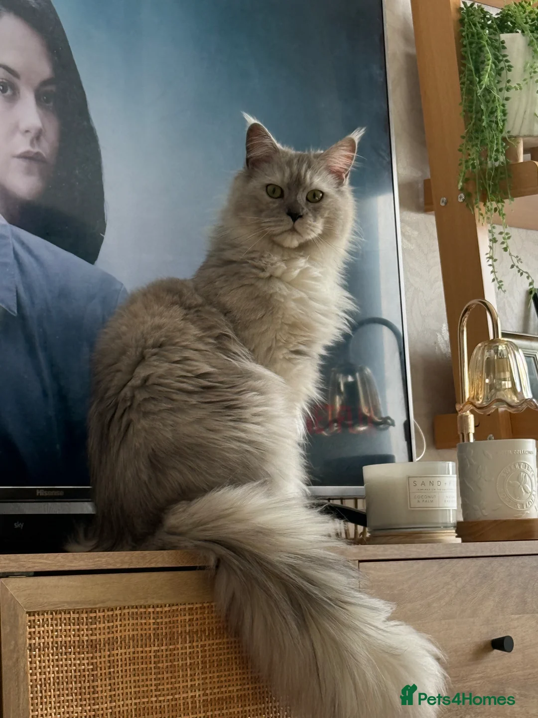 Maine Coon cats for sale: Maine coon sisters  - Advert 1