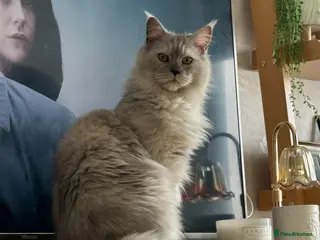 Maine Coon cats Maine coon sisters - Advert 1