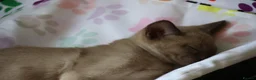 Burmese cats for sale: Beautiful playful Burmese kittens  - Advert 8