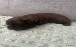 Shih Tzu dogs for sale: Stunning solid KC chocolate puppies  - Image 6