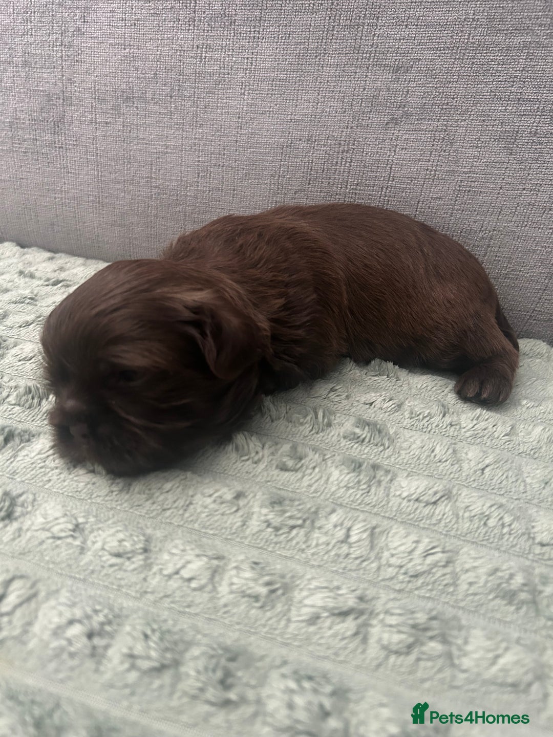 Shih Tzu dogs for sale: Stunning solid KC chocolate puppies  - Image 6