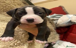 Staffordshire Bull Terrier dogs for sale: 7 staffy cross puppy’s ready for  ** !!! - Advert 3