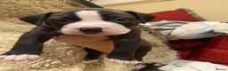 Staffordshire Bull Terrier dogs for sale: 7 staffy cross puppy’s ready for  ** !!! - Advert 3