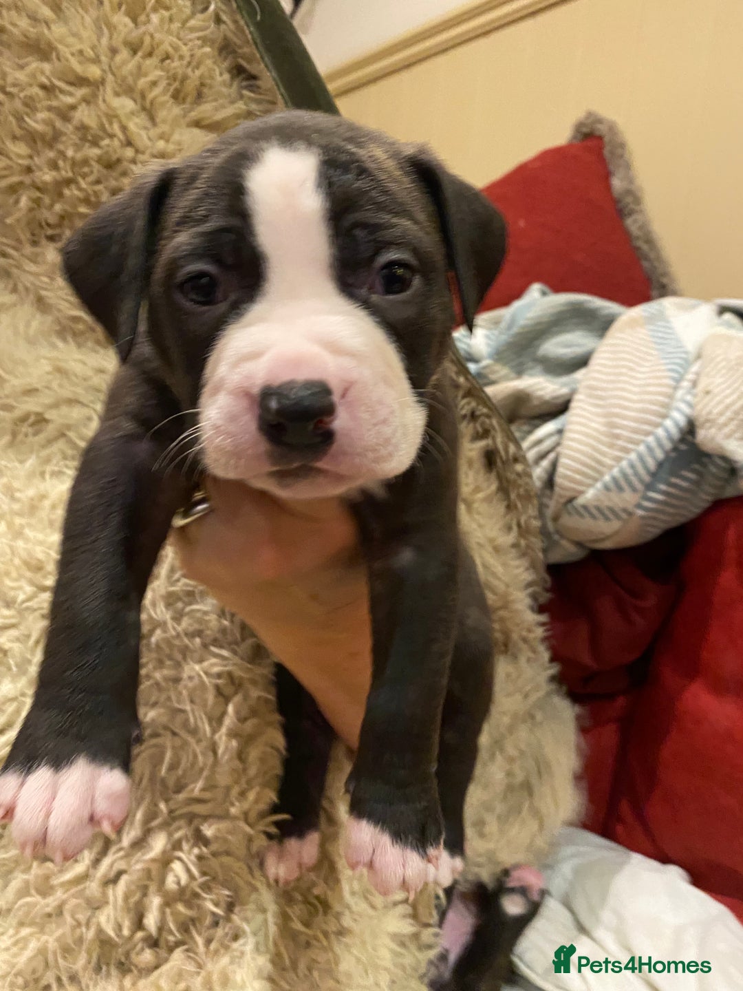 Staffordshire Bull Terrier dogs for sale: 7 staffy cross puppy’s ready for  ** !!! - Advert 3