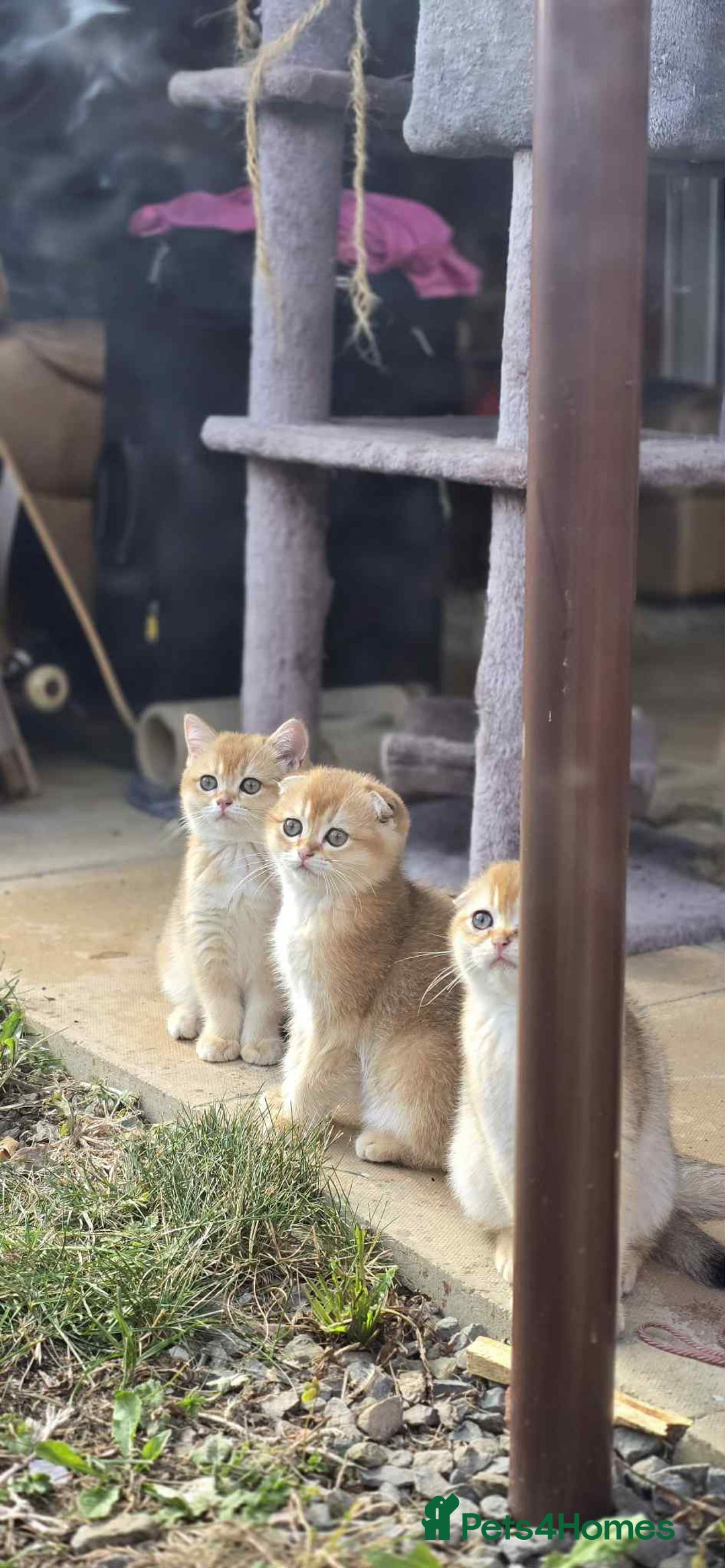 Scottish Fold cats for sale: 1male  1 female READY TO COLLECT - Image 5