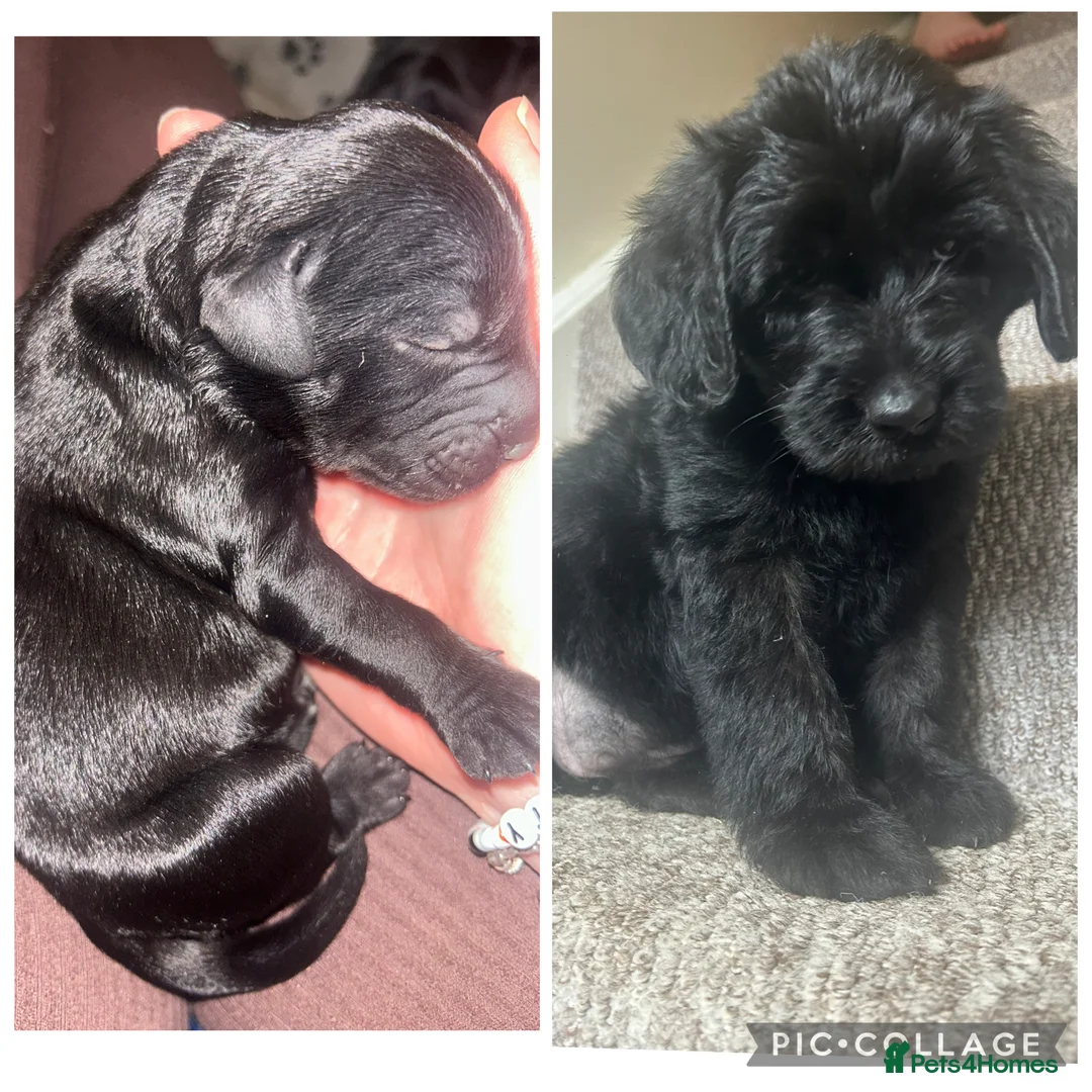 Labradoodle dogs for sale: F1 labradoodle puppy’s for sale 💙❤️ - Advert 15