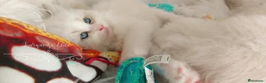 Ragdoll Kitten 3